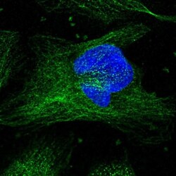 CFAP54 Antibody, Novus Biologicals 0.1mL; Unlabeled:Antibodies, Polyclonal
