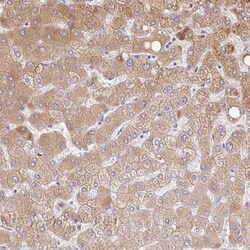 C14orf178 Antibody, Novus Biologicals 0.1mL; Unlabeled:Antibodies, Polyclonal