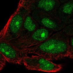 C14orf39 Antibody, Novus Biologicals:Antibodies:Primary Antibodies