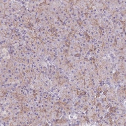 CLBA1 Antibody, Novus Biologicals 0.1 mL | Buy Online | Novus Biologicals | Fisher Scientific