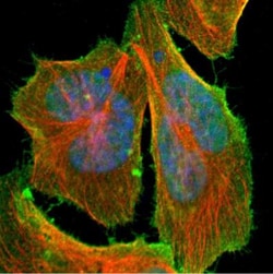 C14orf93 Antibody, Novus Biologicals:Antibodies:Primary Antibodies