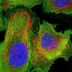 TMEM266 Antibody, Novus Biologicals:Antibodies:Primary Antibodies