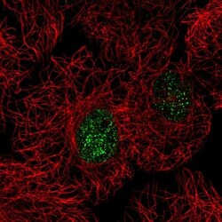 C15orf41 Antibody, Novus Biologicals 25 &mu;L, Unlabeled:Antibodies, Polyclonal