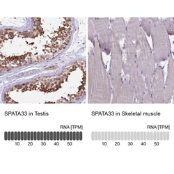 SPATA33 Antibody, Novus Biologicals 0.1mL; Unlabeled:Antibodies, Polyclonal