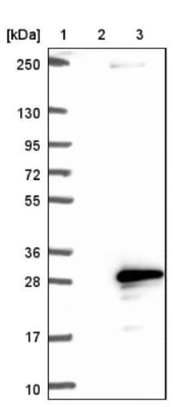 SPATA33 Antibody, Novus Biologicals 0.1mL; Unlabeled:Antibodies, Polyclonal