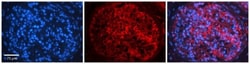 C16orf58 Antibody, Novus Biologicals:Antibodies:Primary Antibodies