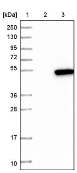 C16orf58 Antibody, Novus Biologicals 25 &mu;L; Unlabeled:Antibodies, Polyclonal