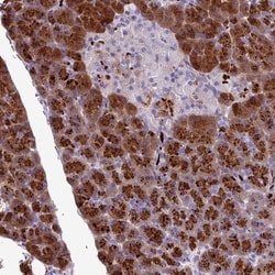 C16orf74 Antibody, Novus Biologicals 0.1mL; Unlabeled:Antibodies, Polyclonal