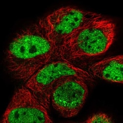 APEH Antibody, Novus Biologicals:Antibodies:Primary Antibodies