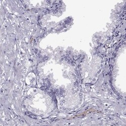 Meiosis 1 Associated Protein Antibody, Novus Biologicals 0.1mL; Unlabeled:Antibodies,