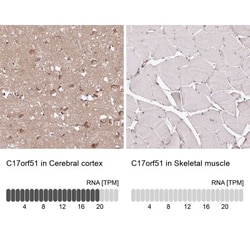 LINC02693 Antibody, Novus Biologicals:Antibodies:Primary Antibodies