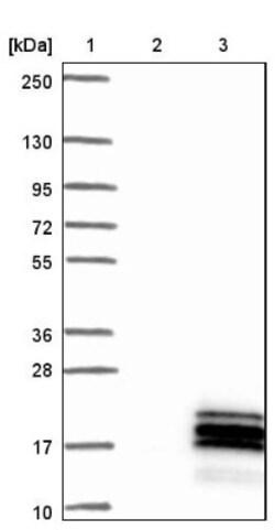 PKN1 Antibody, Novus Biologicals:Antibodies:Primary Antibodies