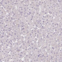 EPOP Antibody, Novus Biologicals 0.1mL; Unlabeled:Antibodies, Polyclonal
