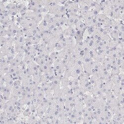 MISP1 Antibody, Novus Biologicals:Antibodies:Primary Antibodies