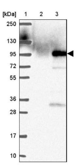 MISP1 Antibody, Novus Biologicals:Antibodies:Primary Antibodies