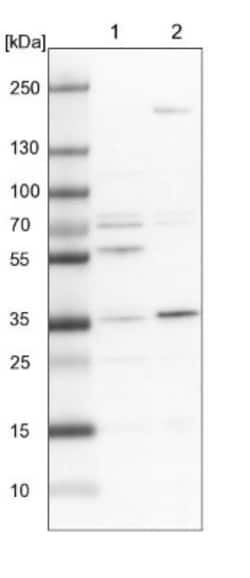C19orf47 Antibody, Novus Biologicals:Antibodies:Primary Antibodies