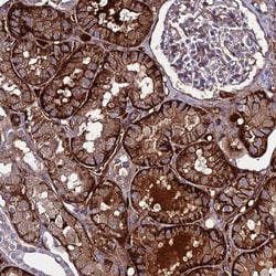 REX1BD Antibody, Novus Biologicals:Antibodies:Primary Antibodies