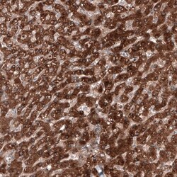 RyDEN Antibody, Novus Biologicals:Antibodies:Primary Antibodies