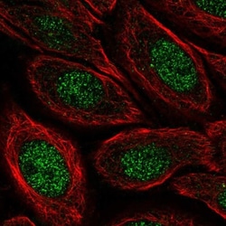ZSWIM9 Antibody, Novus Biologicals:Antibodies:Primary Antibodies