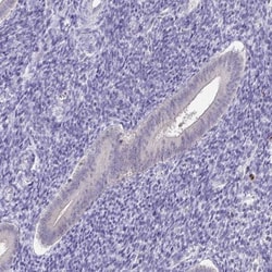 C19orf81 Antibody, Novus Biologicals:Antibodies:Primary Antibodies