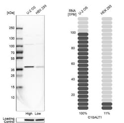 C1GALT1 Antibody, Novus Biologicals:Antibodies:Primary Antibodies