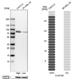 INAVA Antibody, Novus Biologicals 0.1mL; Unlabeled:Antibodies, Polyclonal