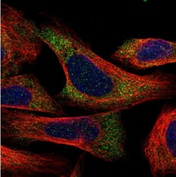 C1orf109 Antibody, Novus Biologicals:Antibodies:Primary Antibodies