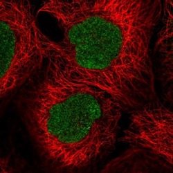C1orf109 Antibody, Novus Biologicals:Antibodies:Primary Antibodies