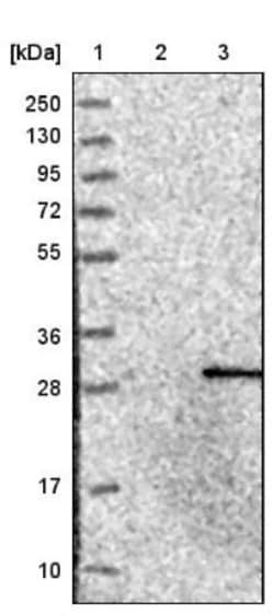 C1orf109 Antibody, Novus Biologicals:Antibodies:Primary Antibodies
