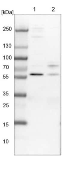 CCDC181 Antibody, Novus Biologicals:Antibodies:Primary Antibodies