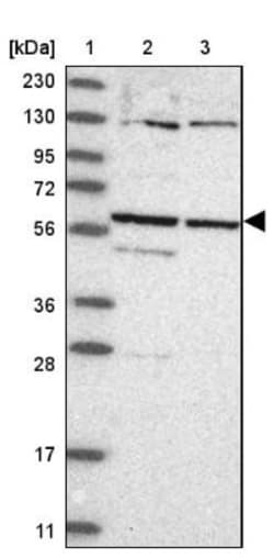 CCDC181 Antibody, Novus Biologicals:Antibodies:Primary Antibodies