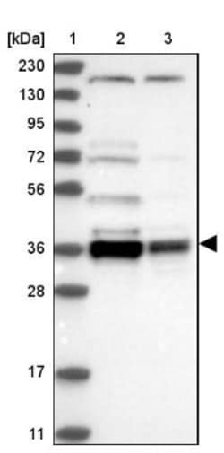 C1orf131 Antibody, Novus Biologicals 0.1mL; Unlabeled:Antibodies, Polyclonal