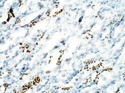 C1orf146 Antibody, Novus Biologicals 100 &mu;g; Unconjugated:Antibodies,
