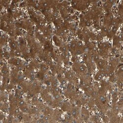 C1orf159/RIVIG Antibody, Novus Biologicals 0.1mL; Unlabeled:Antibodies,