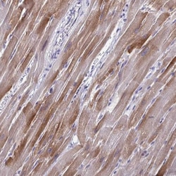 PERM1 Antibody, Novus Biologicals 0.1mL; Unlabeled:Antibodies, Polyclonal