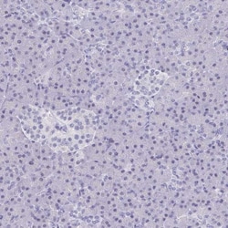 PERM1 Antibody, Novus Biologicals 0.1mL; Unlabeled:Antibodies, Polyclonal