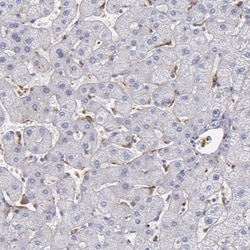 C1q Antibody, Novus Biologicals 25 &mu;L; Unlabeled:Antibodies, Polyclonal