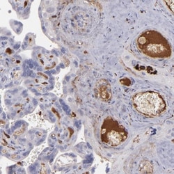 C1q Antibody, Novus Biologicals 25 &mu;L; Unlabeled:Antibodies, Polyclonal