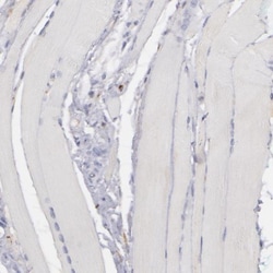 C1q Antibody, Novus Biologicals 25 &mu;L; Unlabeled:Antibodies, Polyclonal