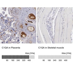 C1q Antibody, Novus Biologicals 25 &mu;L; Unlabeled:Antibodies, Polyclonal
