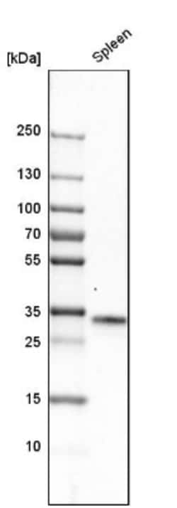 C1q Antibody, Novus Biologicals 25 &mu;L; Unlabeled:Antibodies, Polyclonal