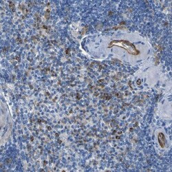 C1qR1/CD93 Antibody, Novus Biologicals 25 &mu;L; Unlabeled:Antibodies,