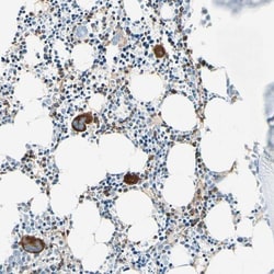 C1qR1/CD93 Antibody, Novus Biologicals 25 &mu;L | Buy Online | Novus Biologicals | Fisher Scientific