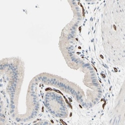 C1qR1/CD93 Antibody, Novus Biologicals 25 &mu;L | Buy Online | Novus Biologicals | Fisher Scientific