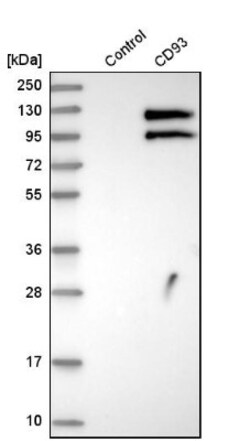 C1qR1/CD93 Antibody, Novus Biologicals 25 &mu;L; Unlabeled:Antibodies,