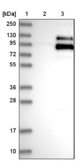 C1qR1/CD93 Antibody, Novus Biologicals 25 &mu;L | Buy Online | Novus Biologicals | Fisher Scientific