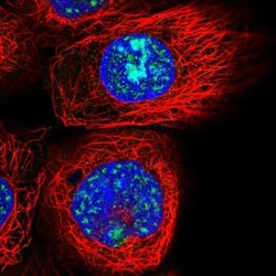 OSER1 Antibody, Novus Biologicals:Antibodies:Primary Antibodies