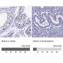 Nucleolar Protein 4 Like Antibody, Novus Biologicals:Antibodies:Primary