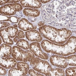 DZANK1 Antibody, Novus Biologicals:Antibodies:Primary Antibodies