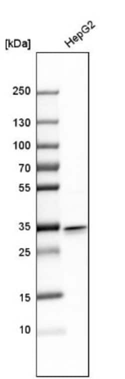MGME1 Antibody, Novus Biologicals:Antibodies:Primary Antibodies